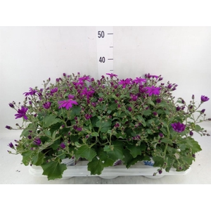 Pericallis cr. 'Senetti Magenta'