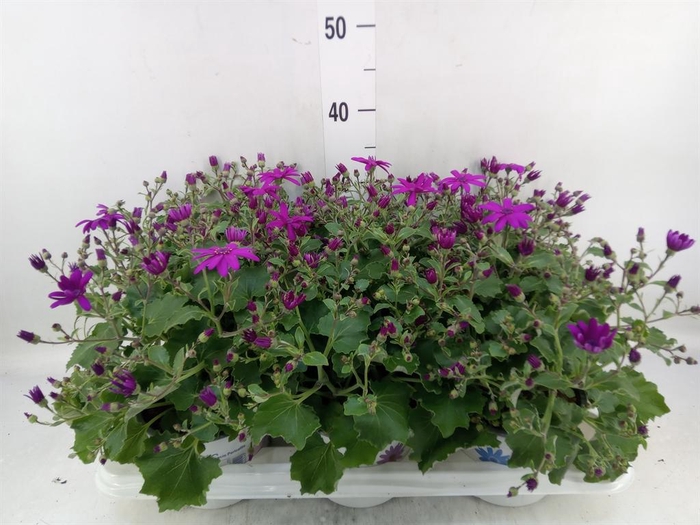 <h4>Pericallis cr. 'Senetti Magenta'</h4>