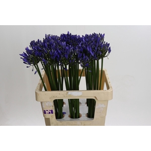 Agapanthus Uri