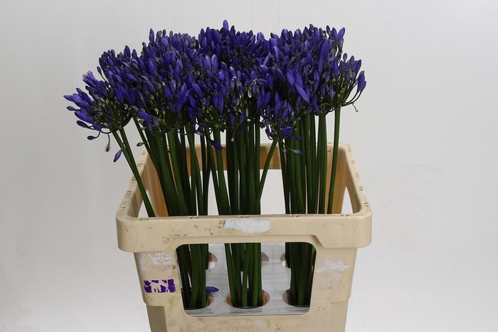 Agapanthus Uri