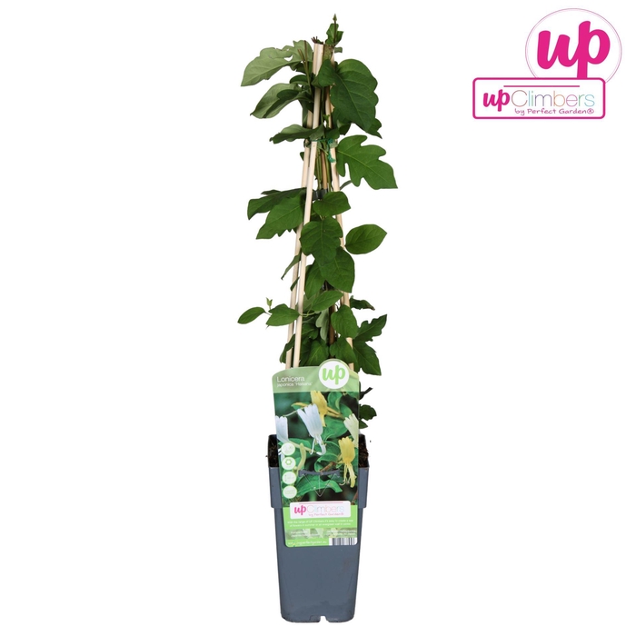 <h4>Lonicera Halliana</h4>