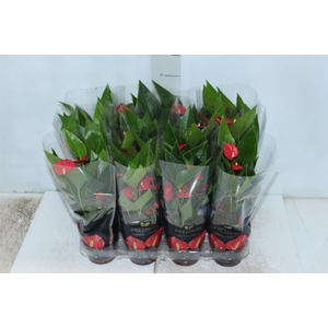 ANTHURIUM MINI MILLION FLOWERS P09