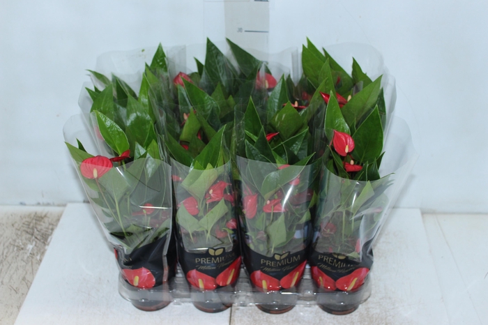<h4>ANTHURIUM MINI MILLION FLOWERS P09</h4>
