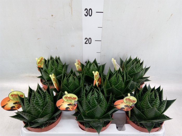 <h4>Aloe aristata 'Cosmo'</h4>