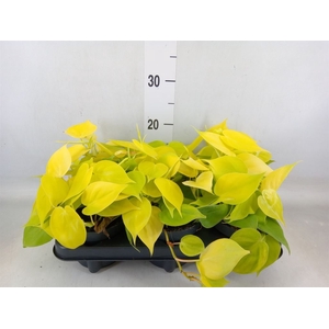 Philodendron scandens 'Lemon Lime'