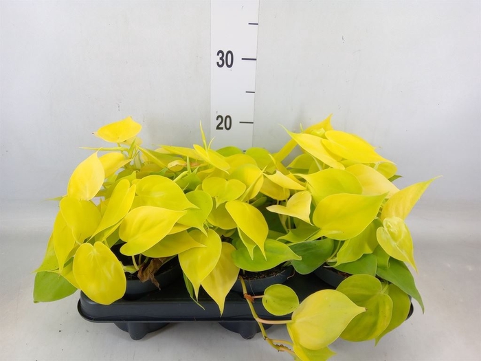 <h4>Philodendron scandens 'Lemon Lime'</h4>