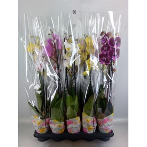 Phalaenopsis   ...mix  5