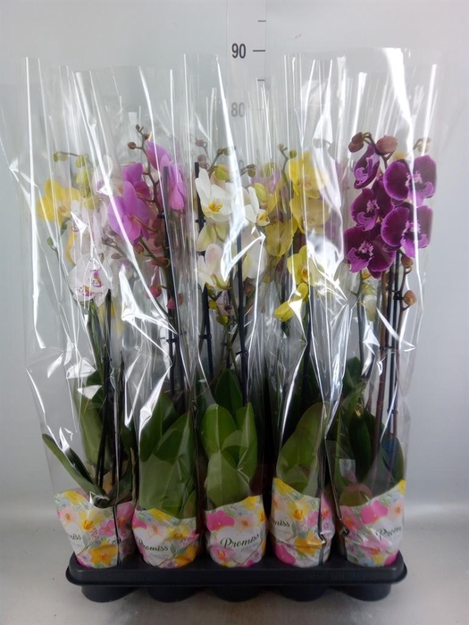 <h4>Phalaenopsis   ...mix  5</h4>