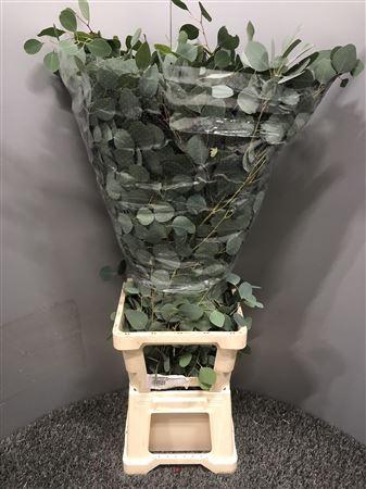 <h4>Euca Populnea Med. 500</h4>