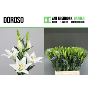 LI LA DOROSO