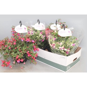 FUCHSIA B F HANG GEM