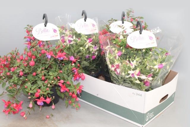 <h4>FUCHSIA B F HANG GEM</h4>