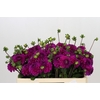 Dahlia Purple Fox