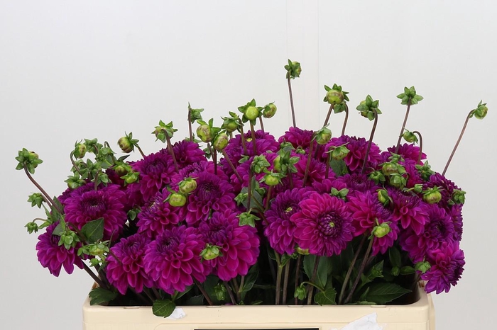 Dahlia Purple Fox