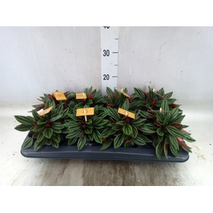 Peperomia caperata 'Rosso'