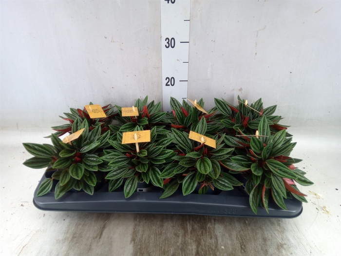 <h4>Peperomia caperata 'Rosso'</h4>