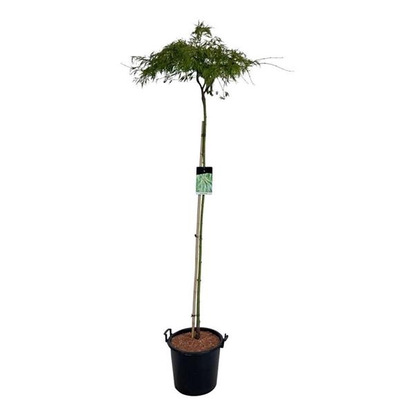 <h4>Acer pal. 'Dissectum'</h4>