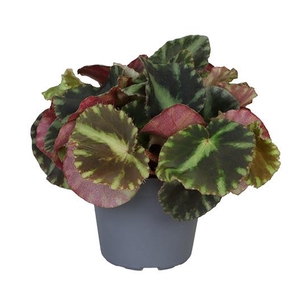 BEGONIA REX-HYBRID P6 CLEOPATRAE