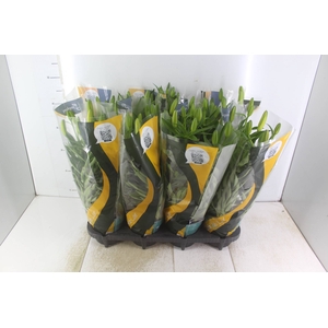 LIRIO TINY BEE P15