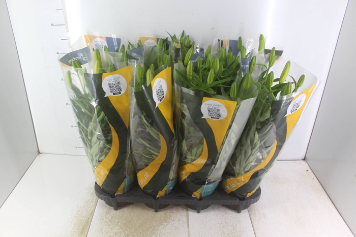 <h4>LIRIO TINY BEE P15</h4>