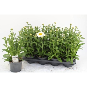 LEUC S DWARF SNOW LA