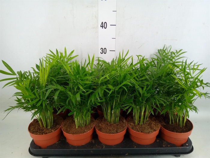 <h4>Chamaedorea elegans</h4>