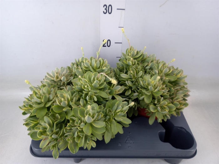 <h4>Crassula   ...</h4>