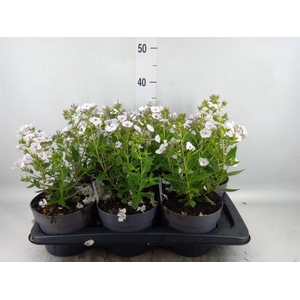 Phlox panic.