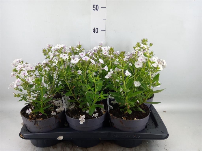 <h4>Phlox panic.</h4>