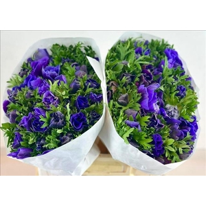 Anemone Mistral Plus Blue