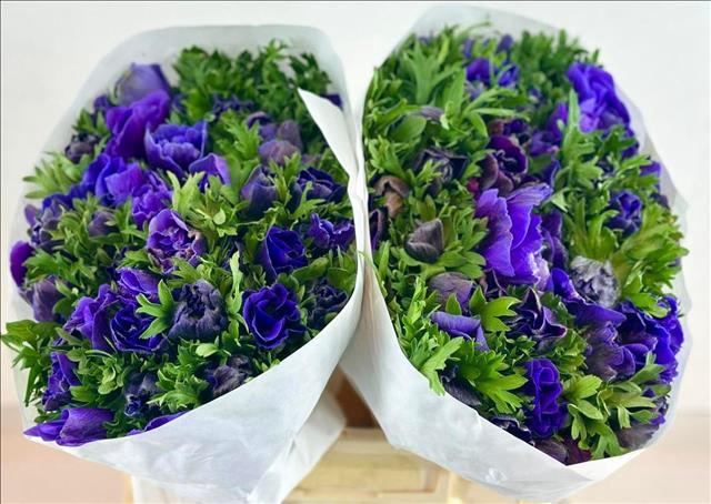 <h4>Anemone Mistral Plus Blue</h4>