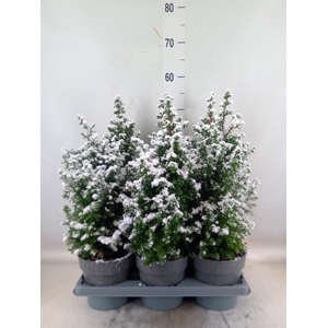 Chamaecyparis thyo. 'Top Point'