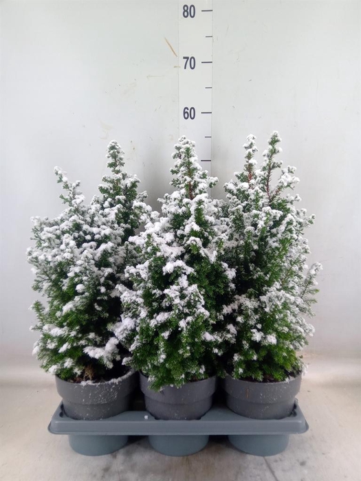 <h4>Chamaecyparis thyo. 'Top Point'</h4>