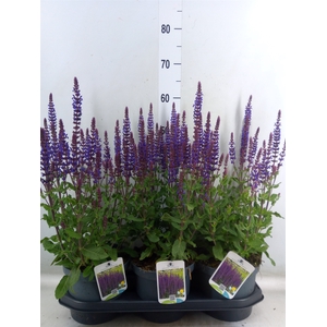 Salvia nemorosa   ...