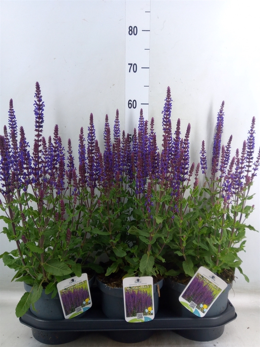<h4>Salvia nemorosa   ...</h4>