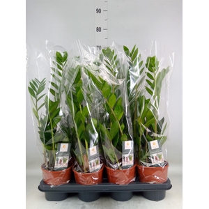 Zamioculcas zamiifolia