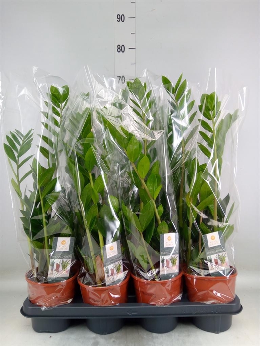 <h4>Zamioculcas zamiifolia</h4>