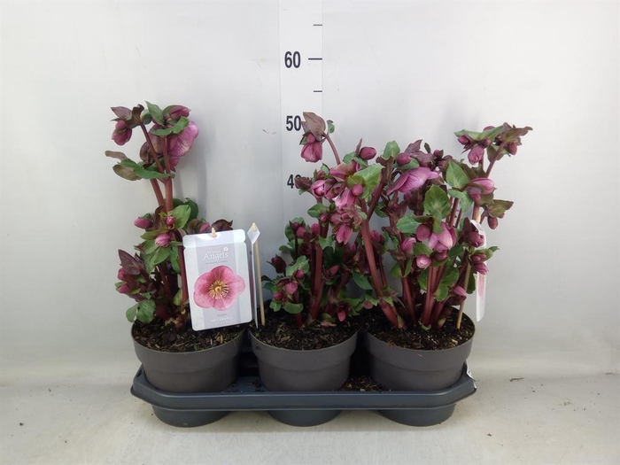 <h4>Helleborus 'Fkiss Charmer'</h4>