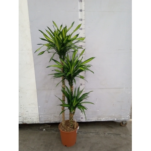 Dracaena frag. 'Riki'