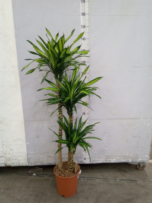 <h4>Dracaena frag. 'Riki'</h4>