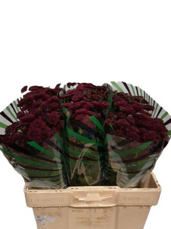 <h4>Chr S Jinda Red</h4>