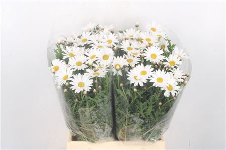 <h4>Margriet White Per Stem X25</h4>