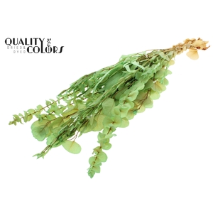 Eucalyptus Mix Preserved Bleached Mint
