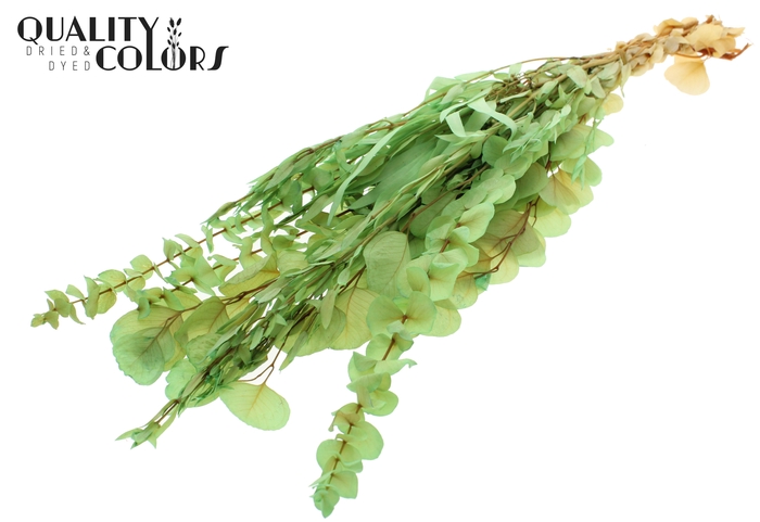 Eucalyptus Mix Preserved Bleached Mint