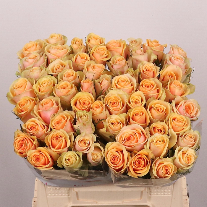 <h4>R GR ALCHEMY</h4>