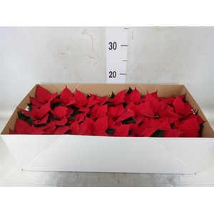 Euphorbia pulc. 'Christ Feel'