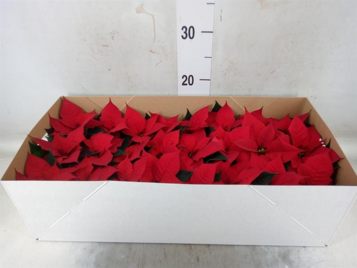 <h4>Euphorbia pulc. 'Christ Feel'</h4>