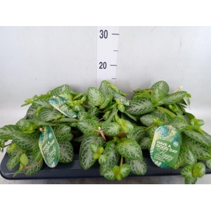 Episcia cupreata 'Minty Imp'