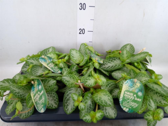 <h4>Episcia cupreata 'Minty Imp'</h4>