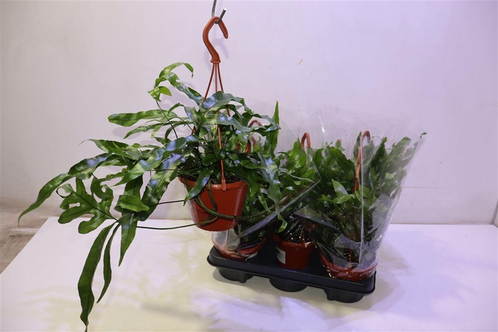 <h4>arr8 Micros Diversifolium</h4>